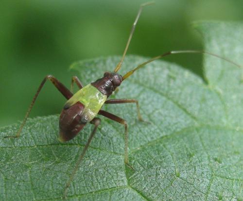 Closterotomus ventralis